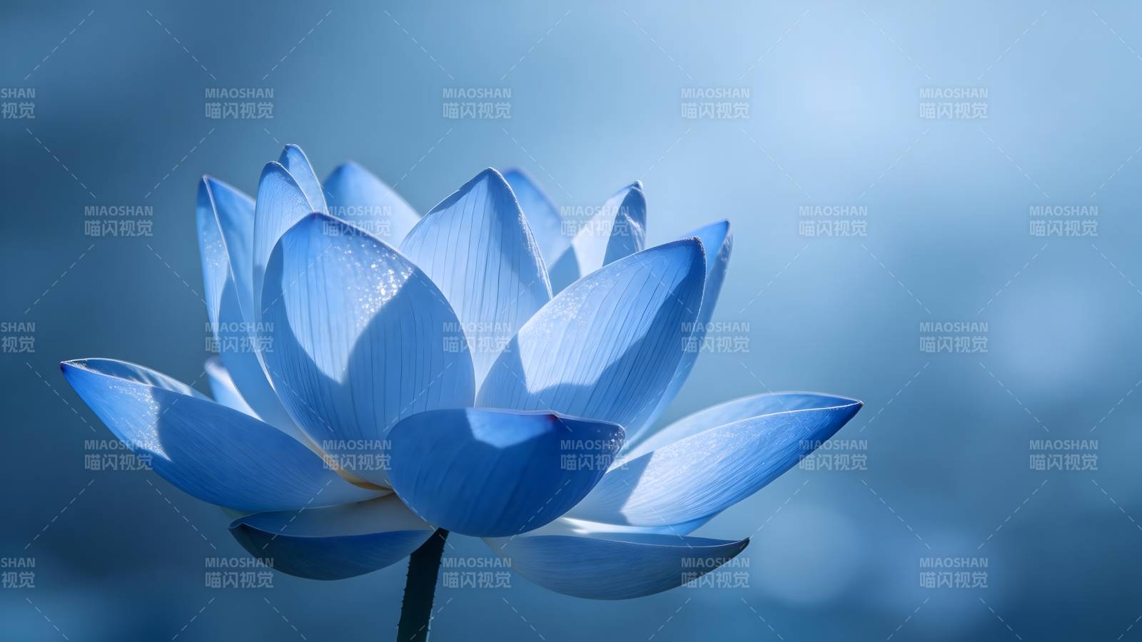 蓝莲花绽放图片