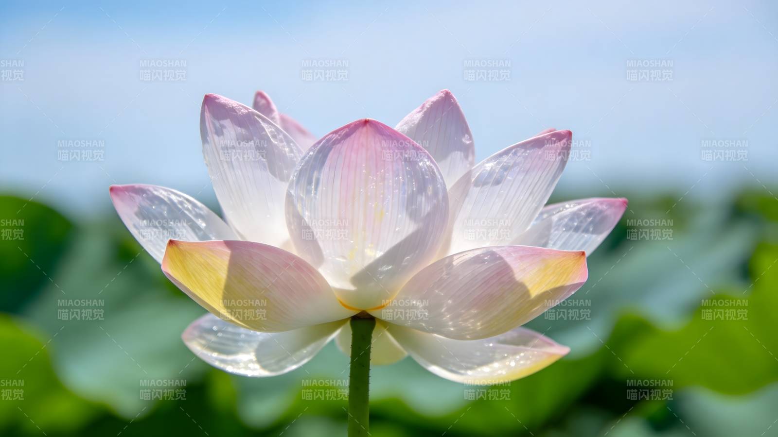 莲花绽放 清新雅致图片