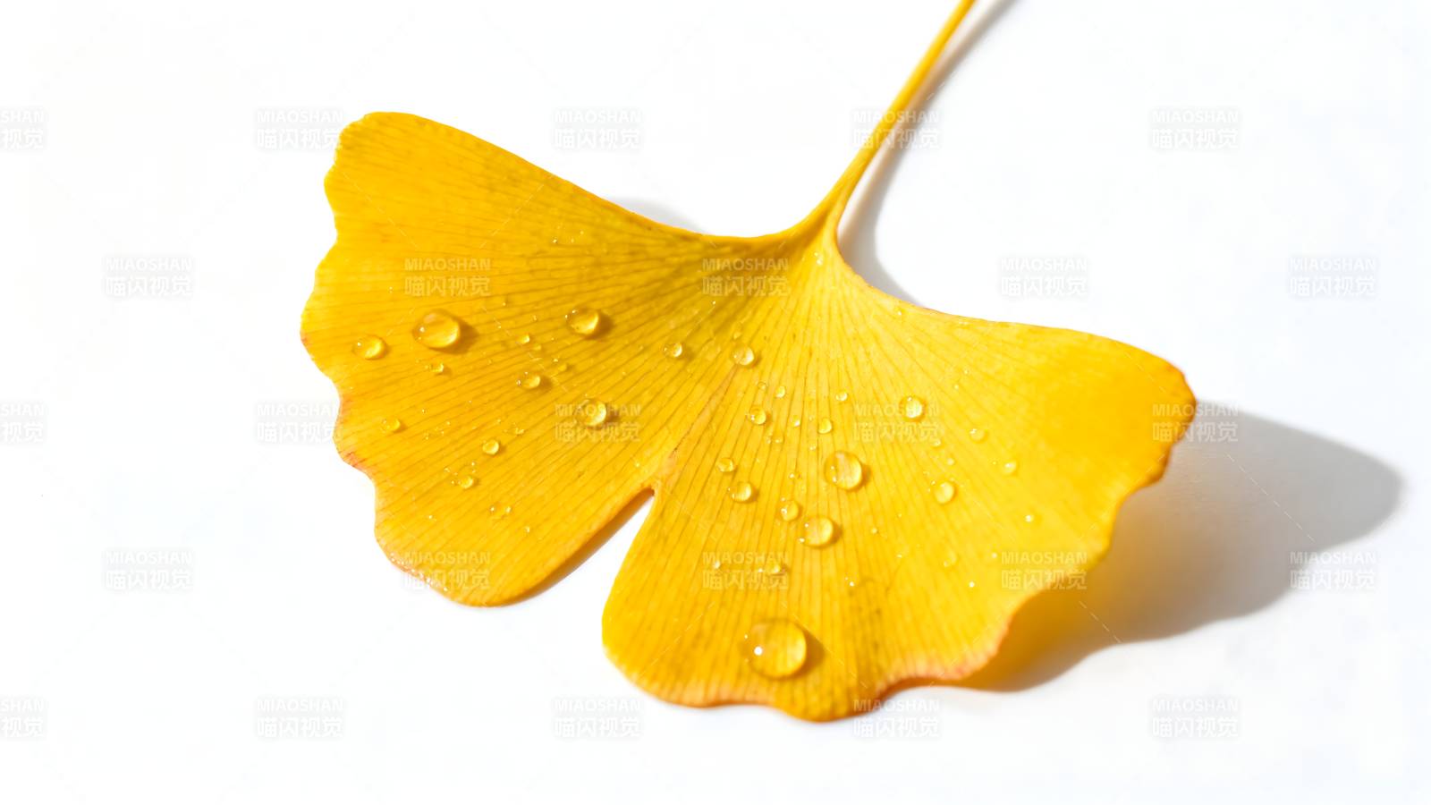 银杏叶上的露珠图片