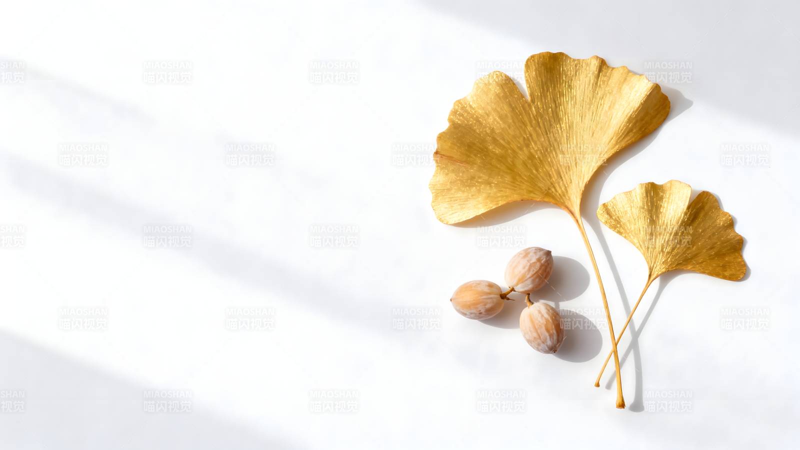 银杏叶与果实静物图片