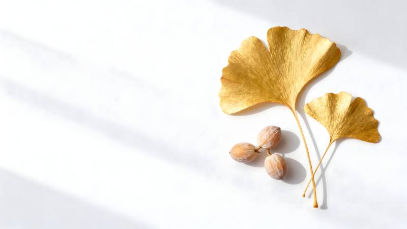 银杏叶与果实静物图片