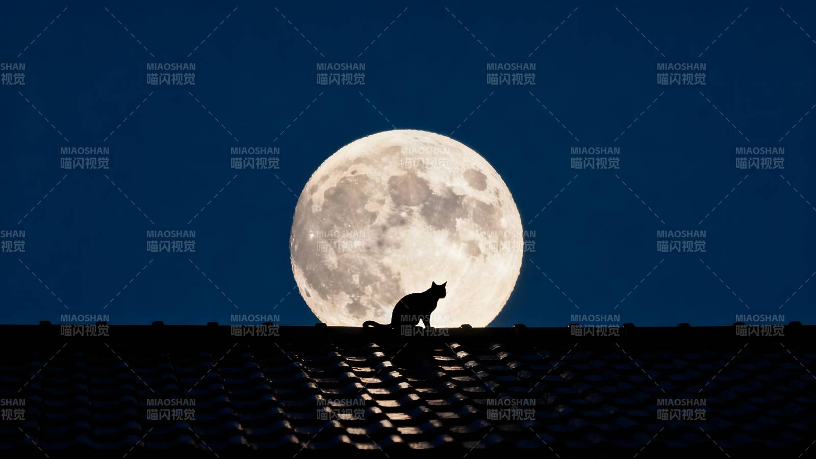月下猫影图片