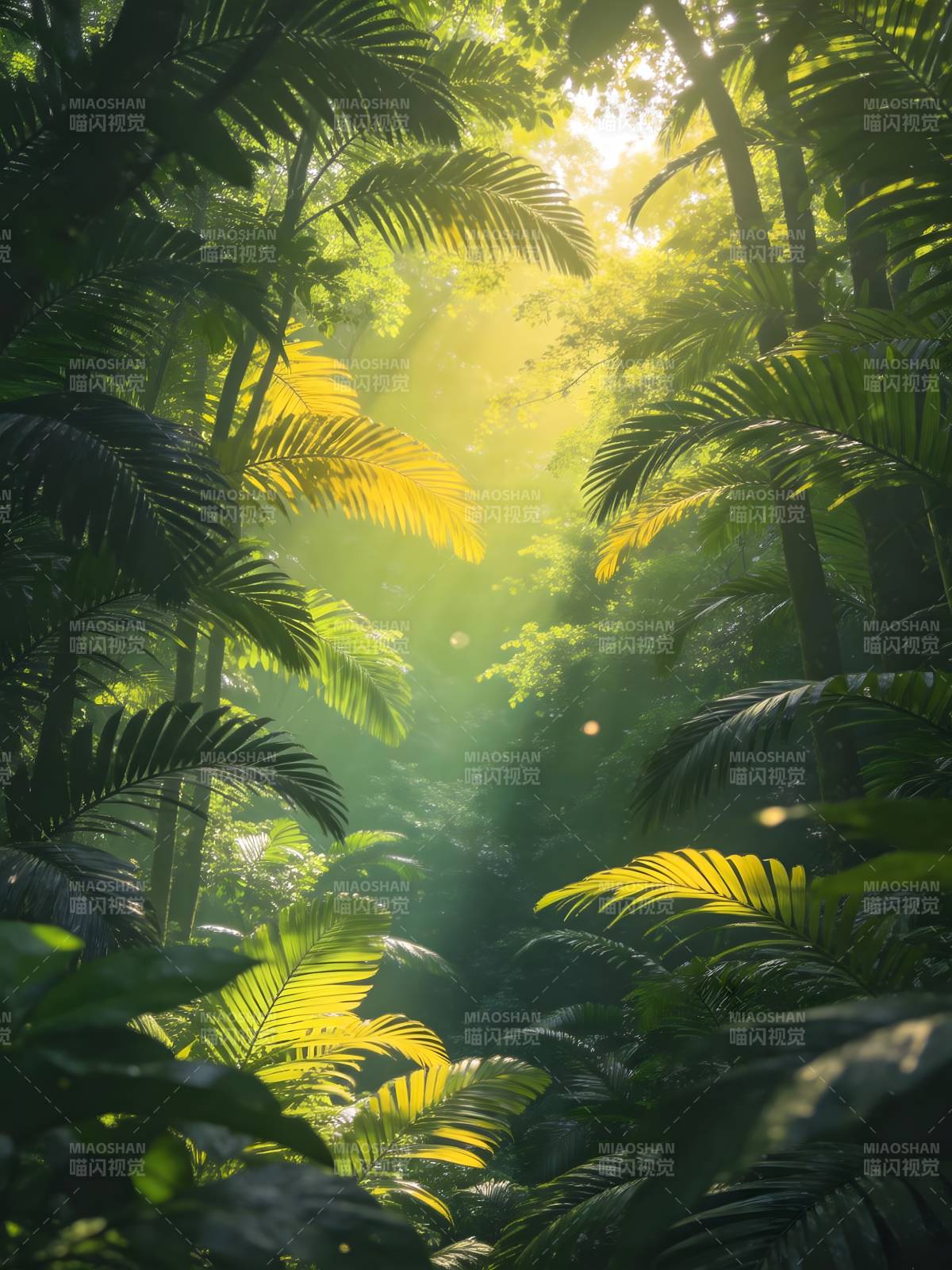 阳光穿透雨林图片