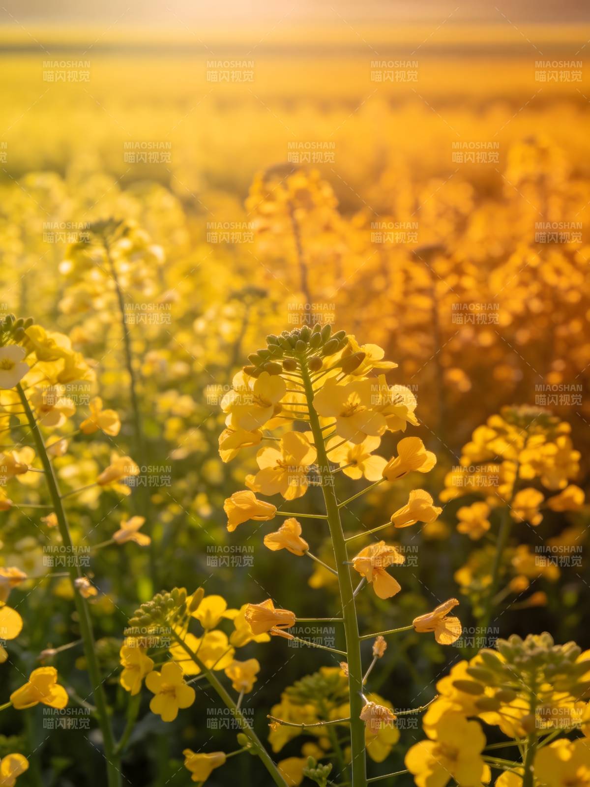 金黄花海迎朝阳图片