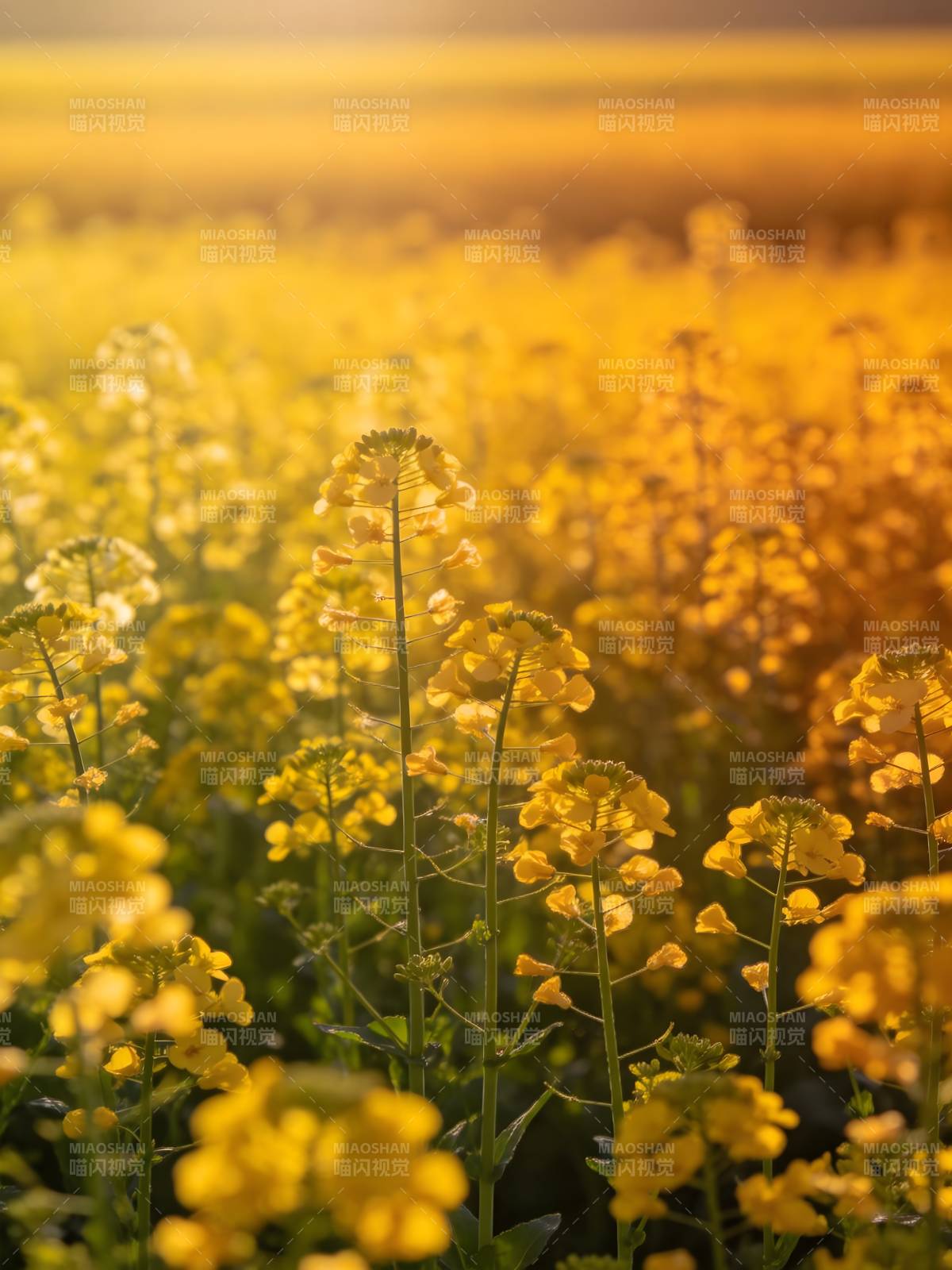 金黄花海迎朝阳图片