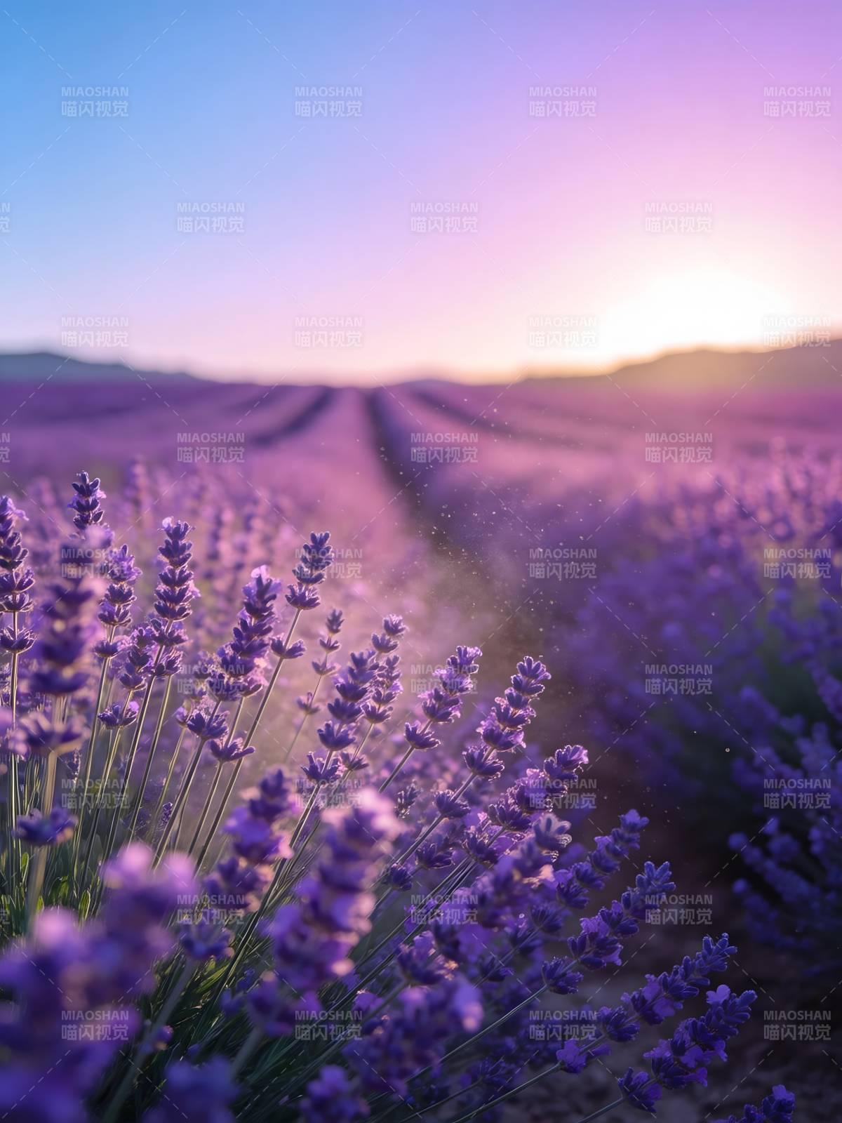 薰衣草田日落图片