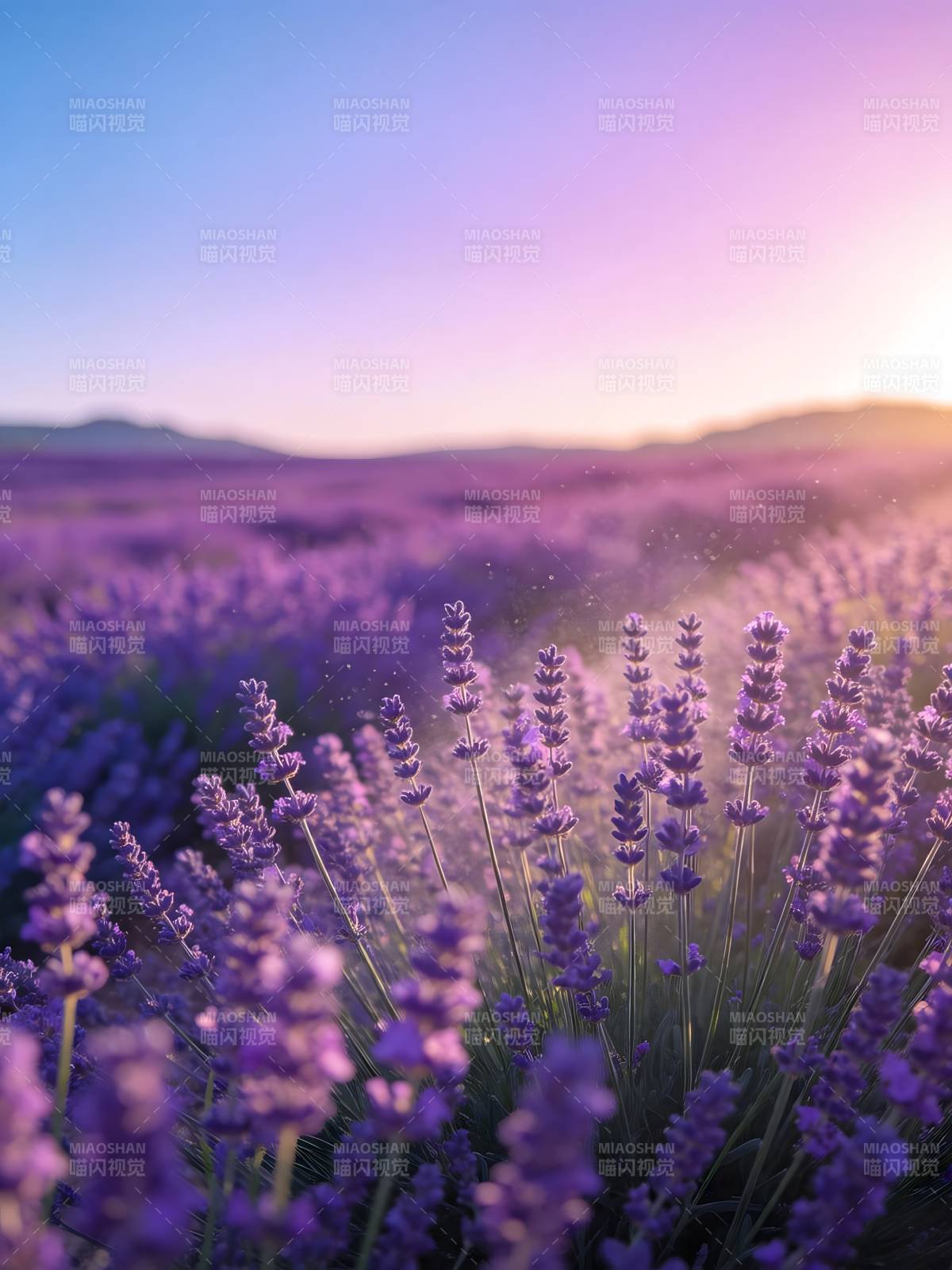 薰衣草田日落图片