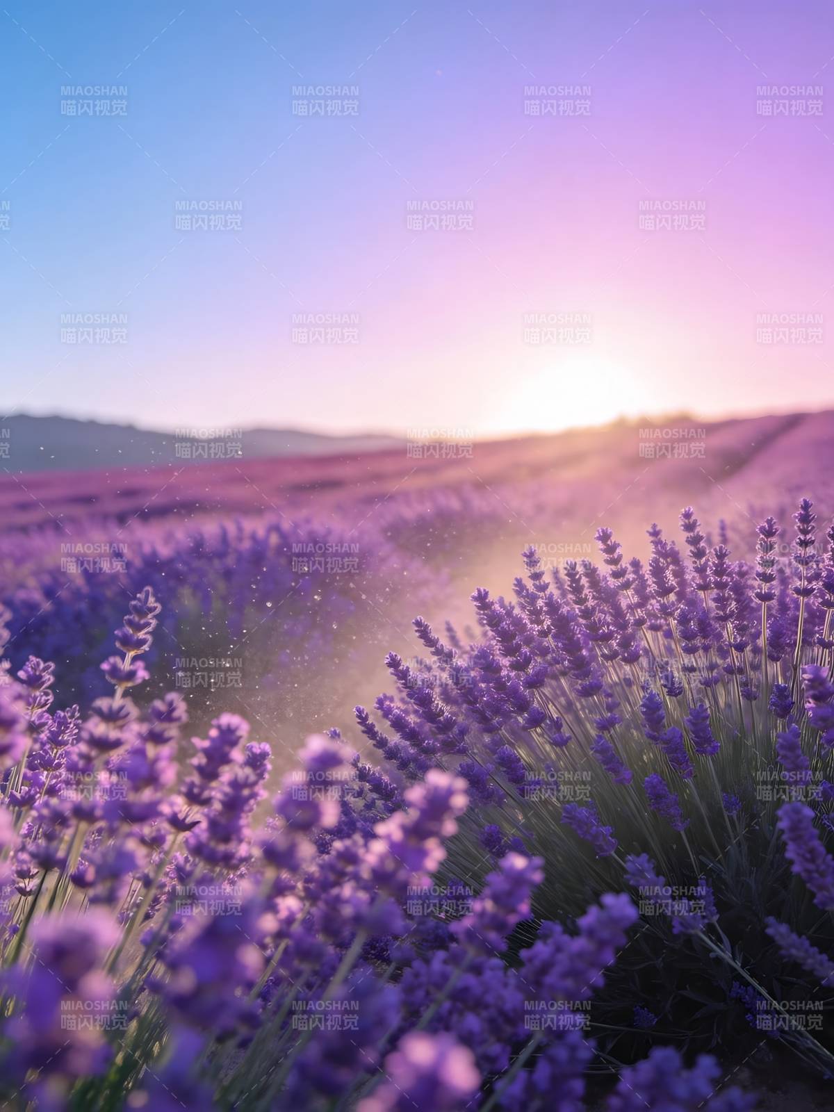 薰衣草田日落图片
