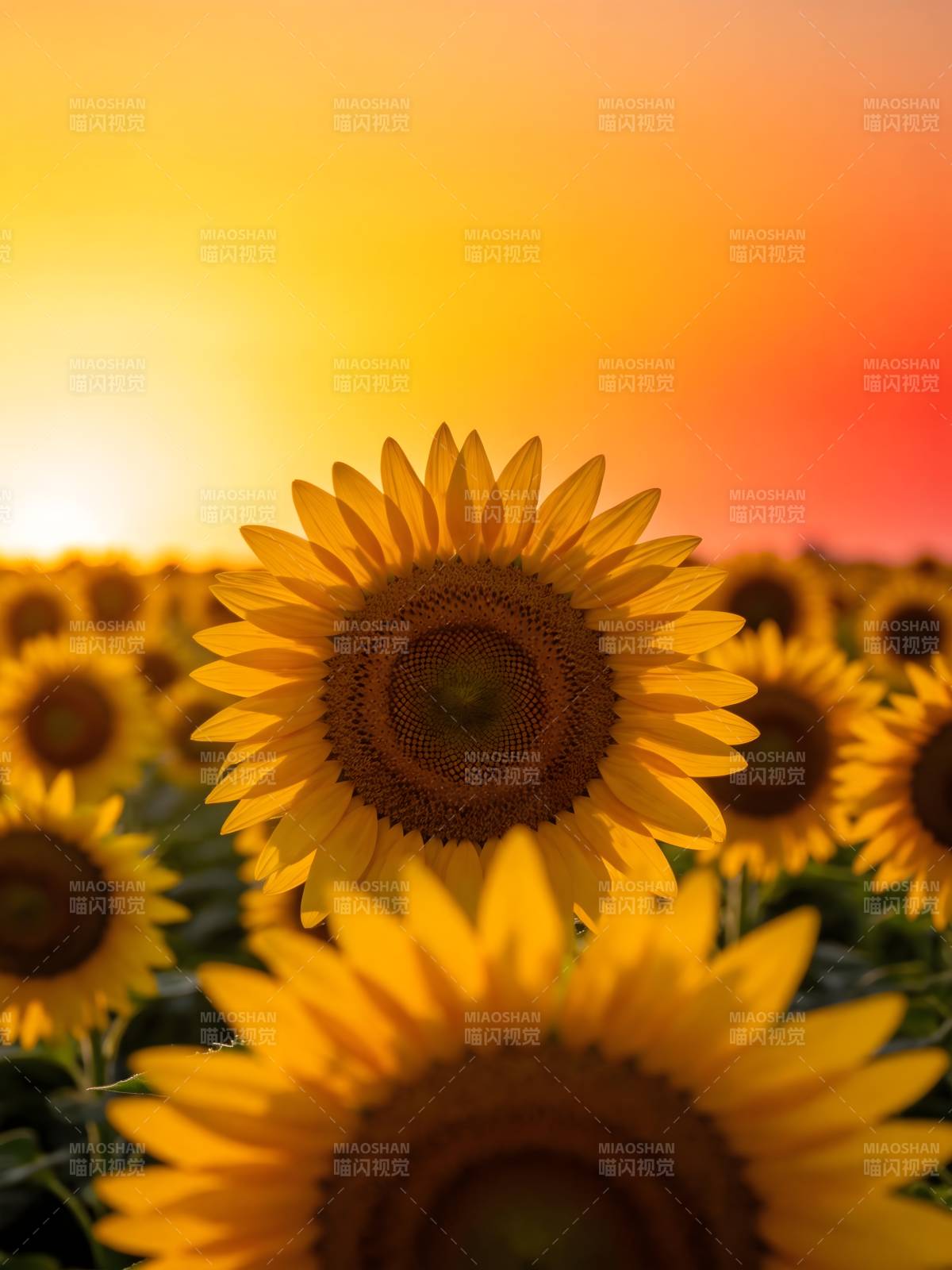 向日葵与夕阳图片