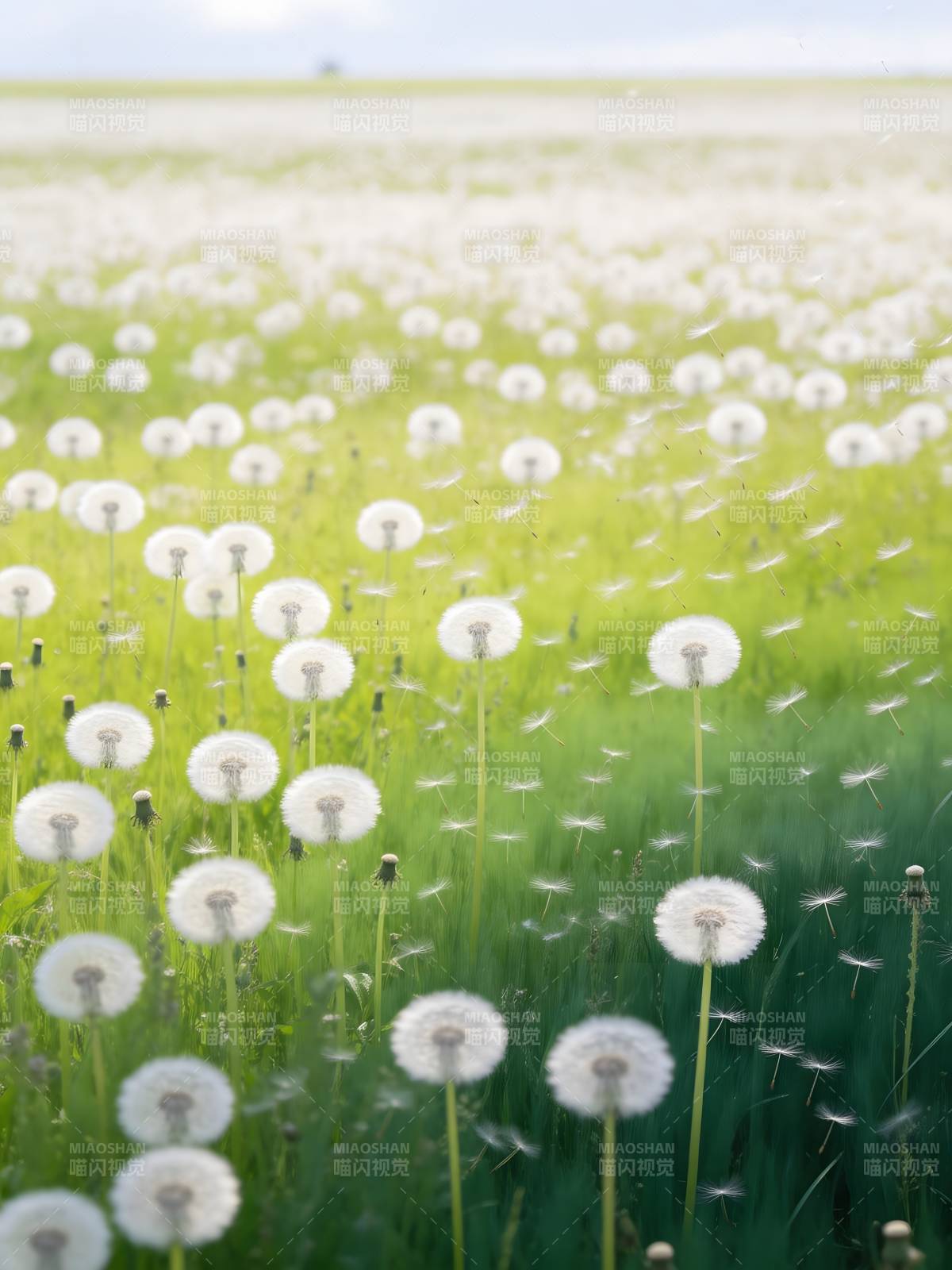 蒲公英花海图片