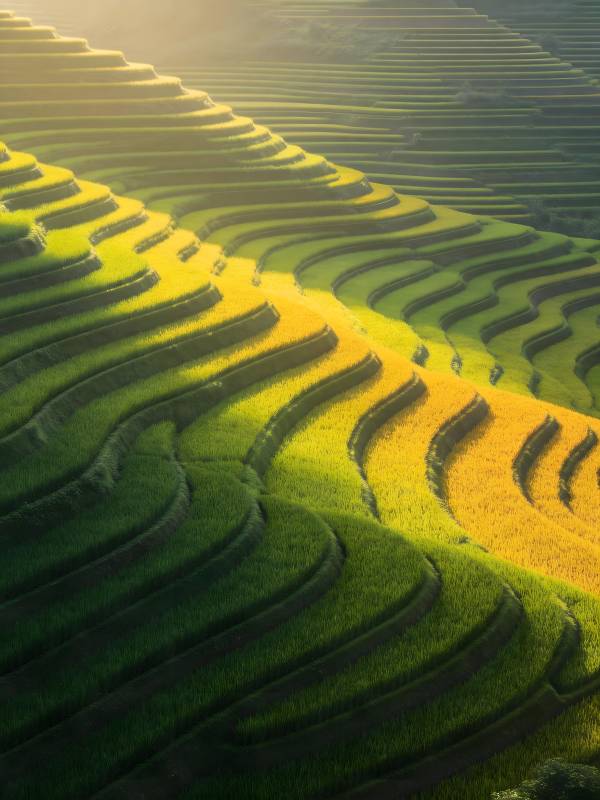 梯田晨光图片