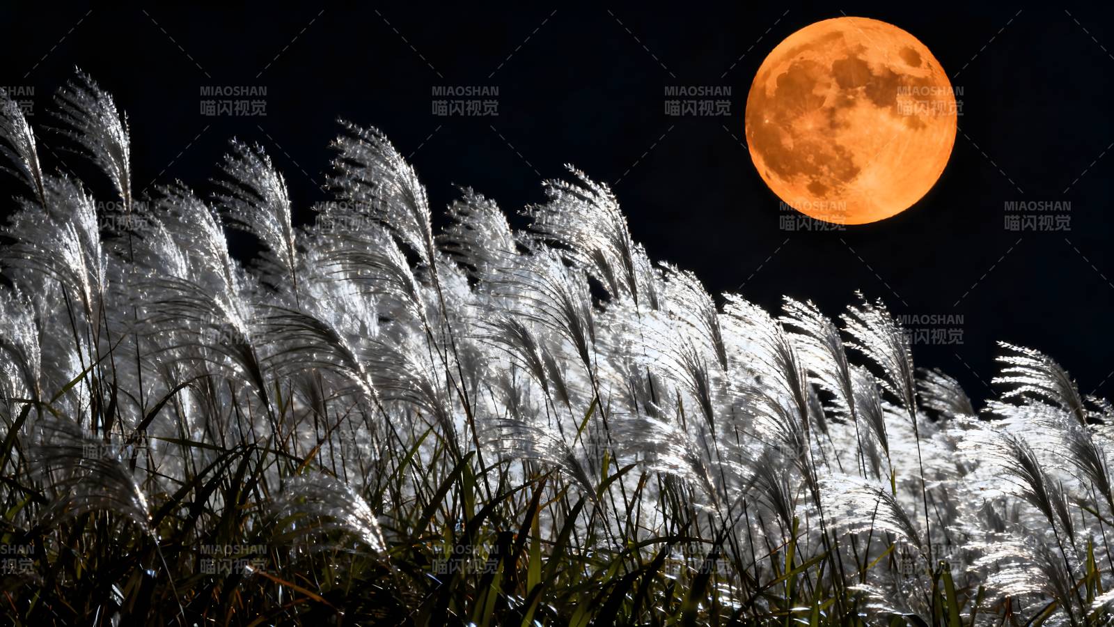 月照芦苇夜景图片