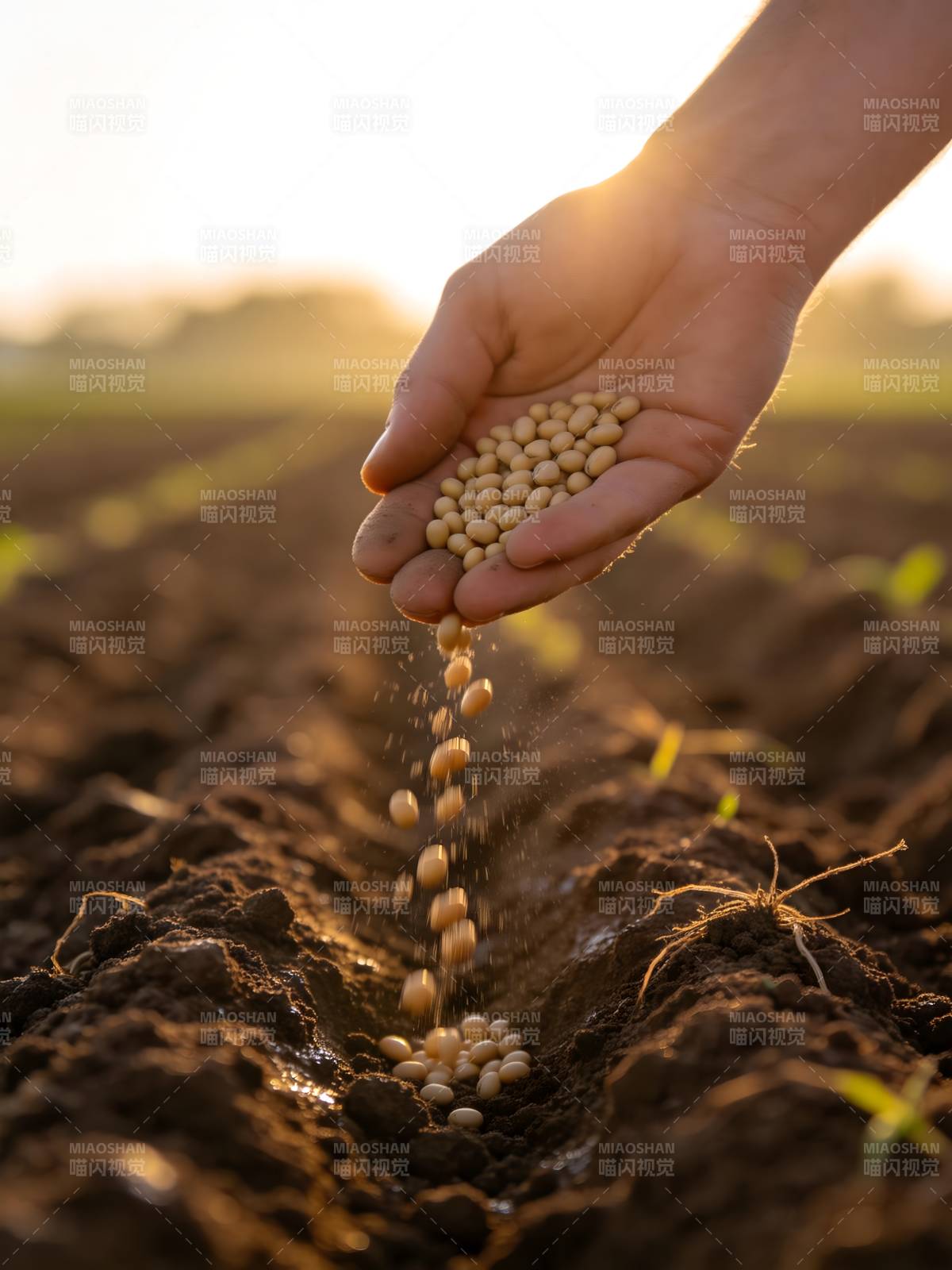 播撒希望的种子图片