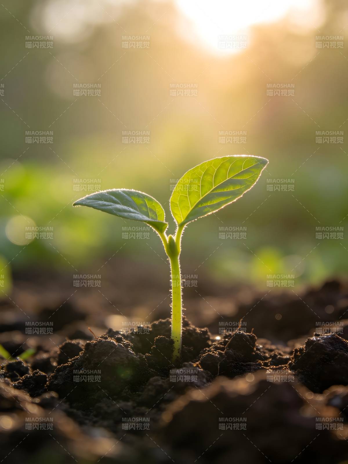 新芽破土迎晨光图片