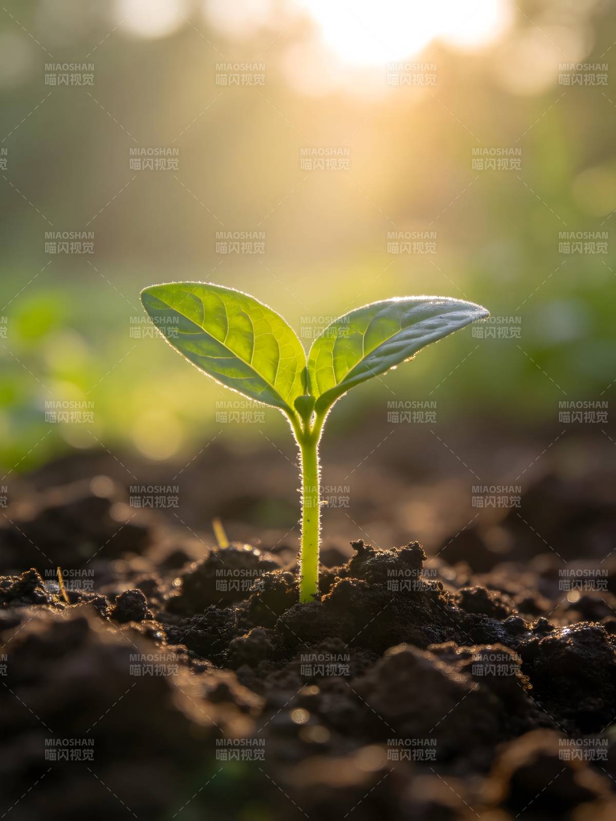 嫩芽破土迎晨光图片
