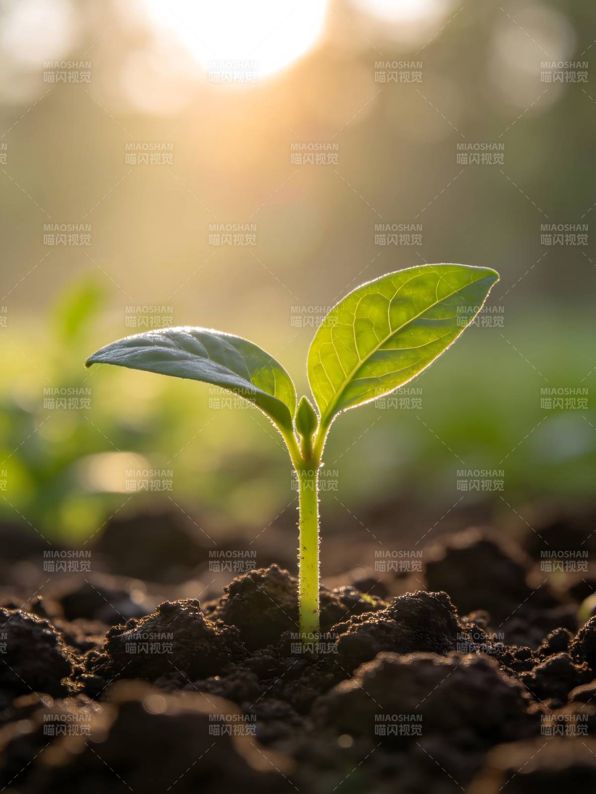 嫩芽破土迎晨光图片