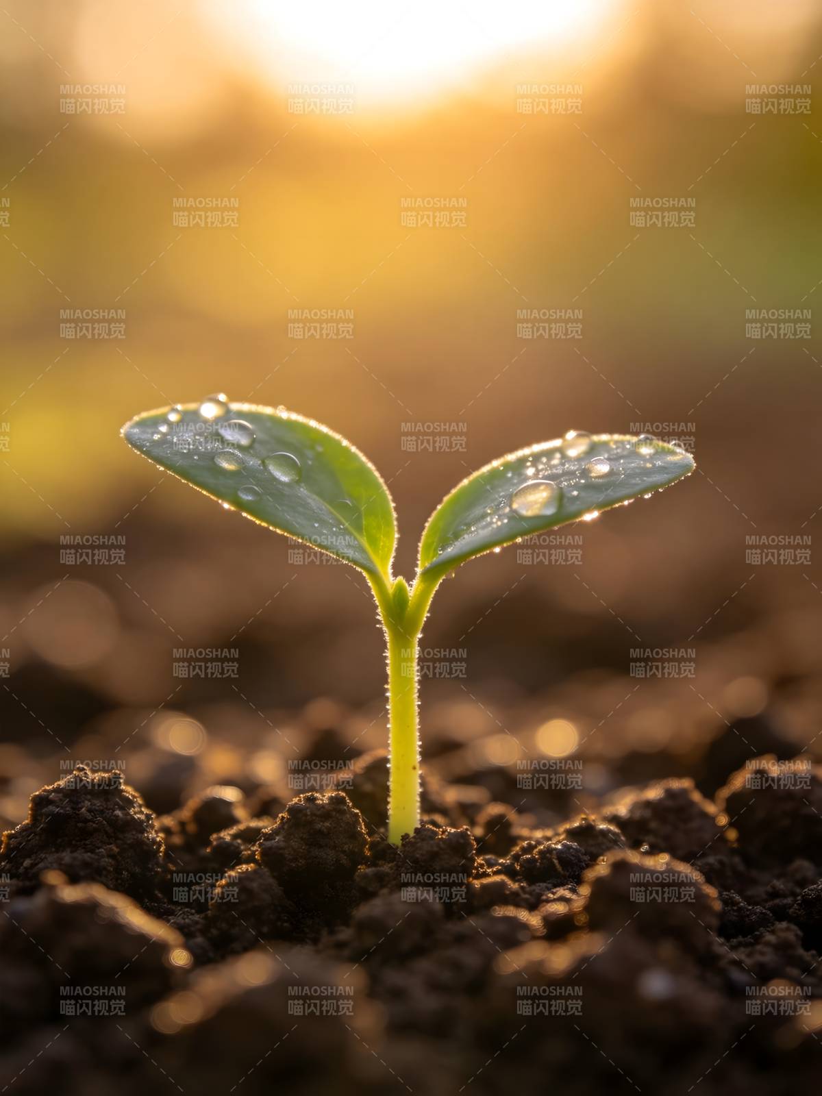 新芽破土 晨露晶莹图片