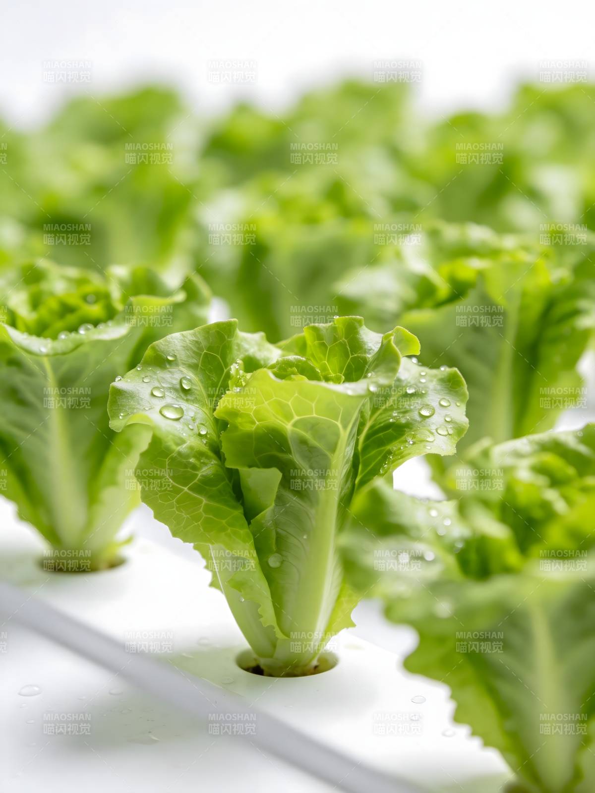 水培生菜新鲜翠绿图片
