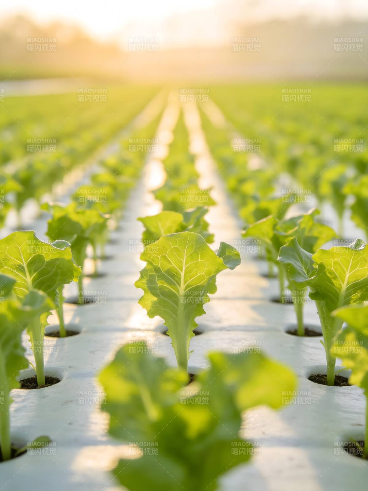 绿意盎然的水培菜园图片