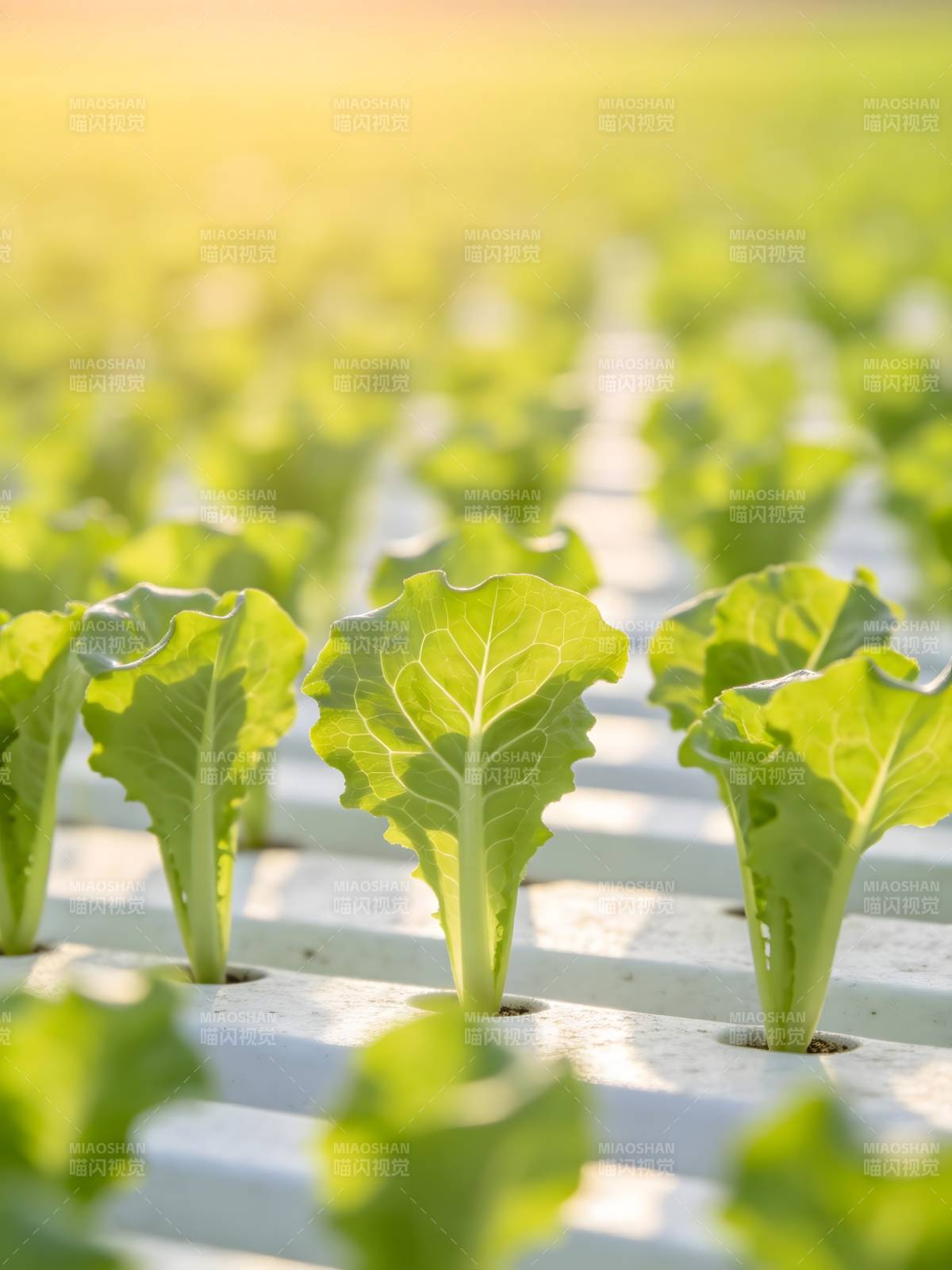 水培生菜绿意盎然图片