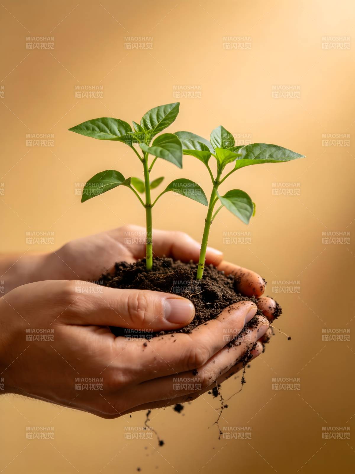 双手捧绿苗图片