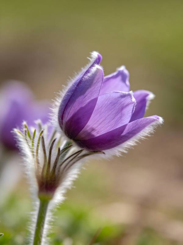 紫花绽放 柔美动人图片