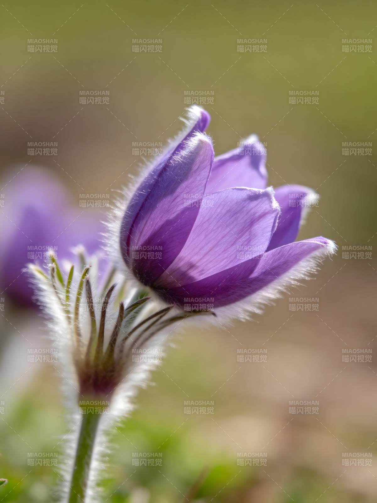 紫花绽放 柔美动人图片