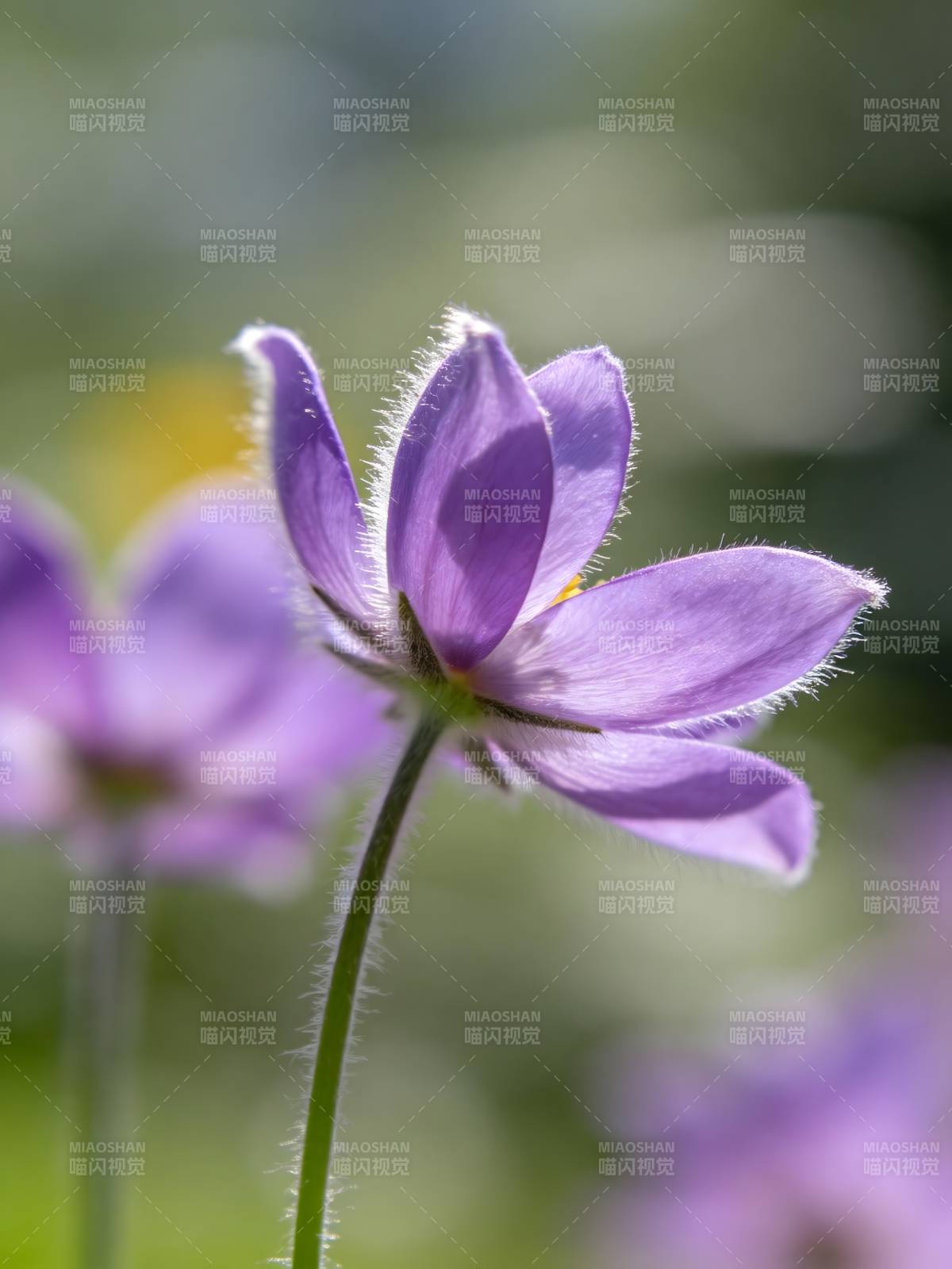 紫花绽放 柔美动人图片