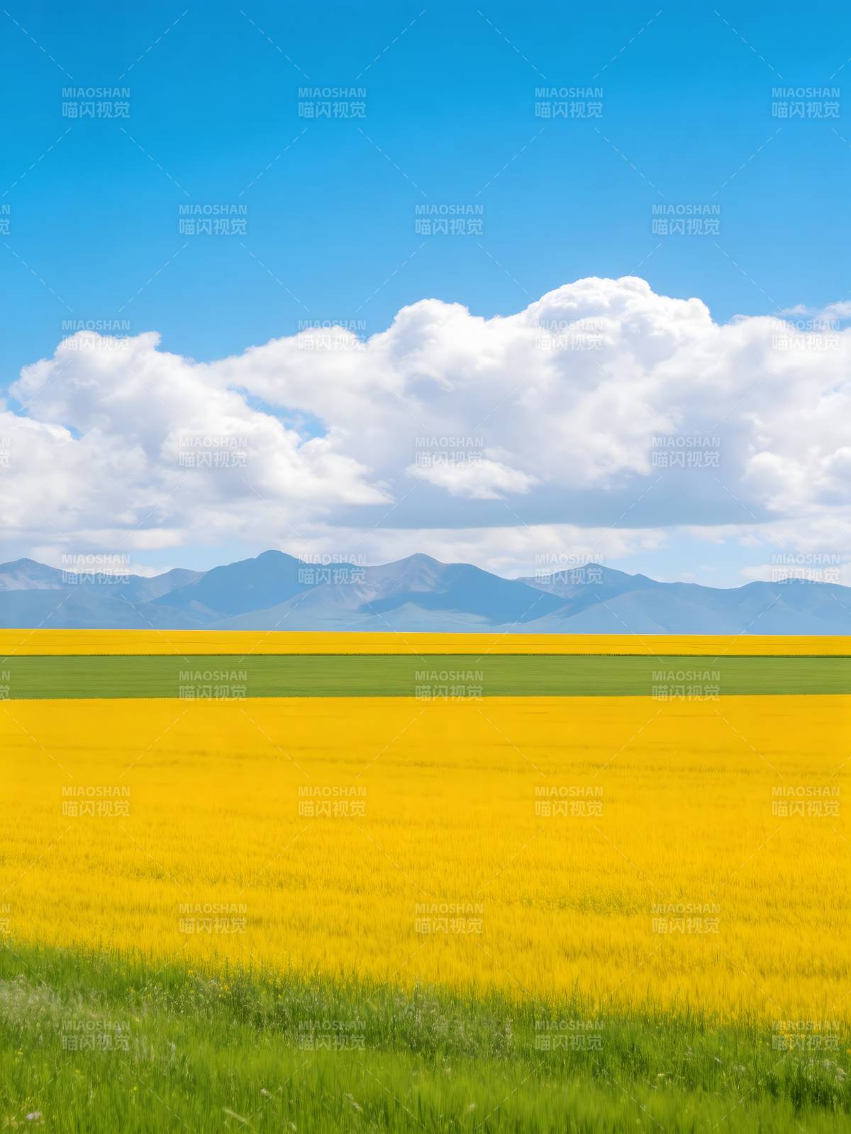 金黄花海映蓝天图片