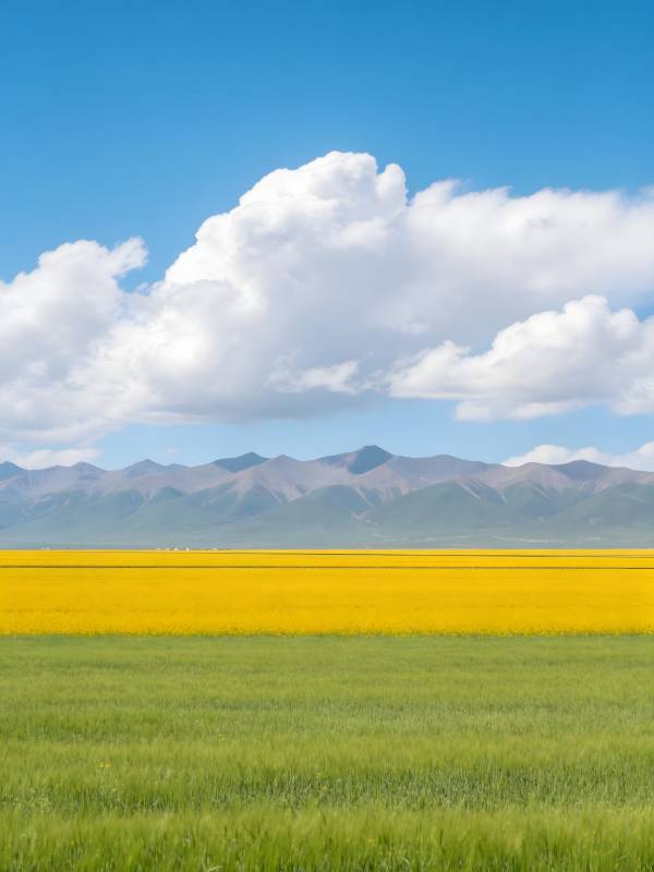 金田绿野山云图图片