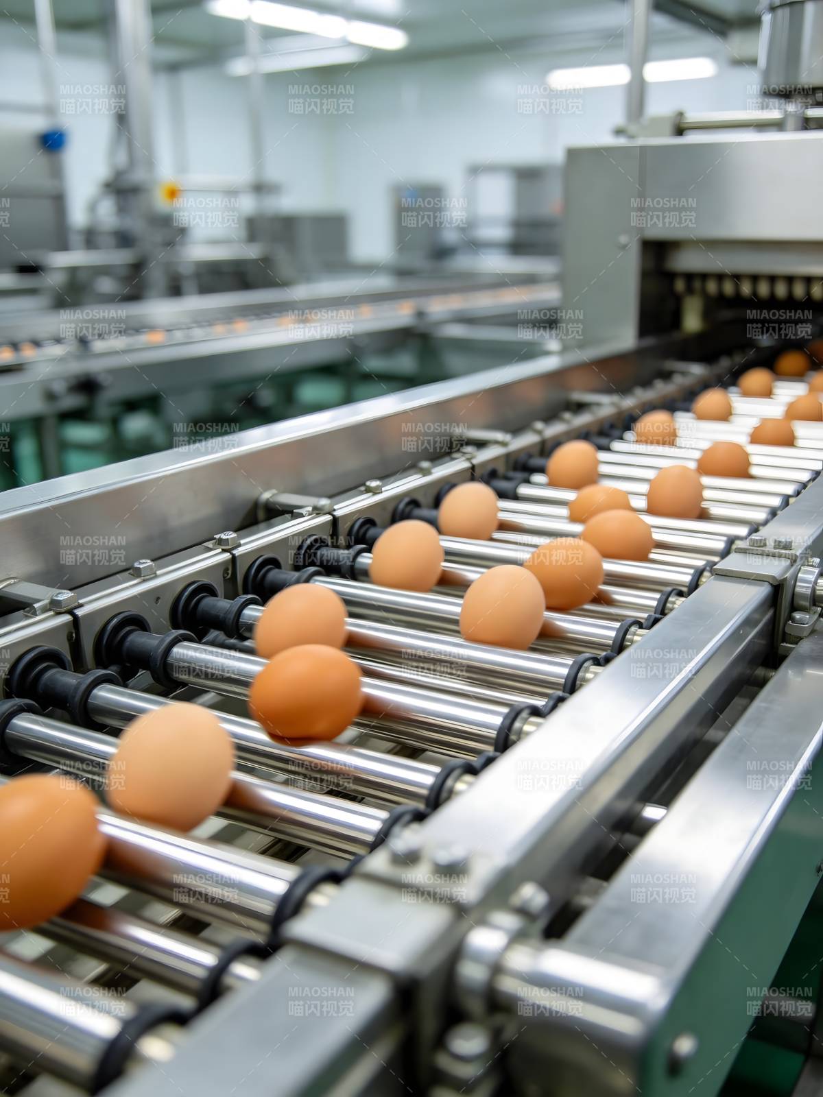 鸡蛋生产线图片
