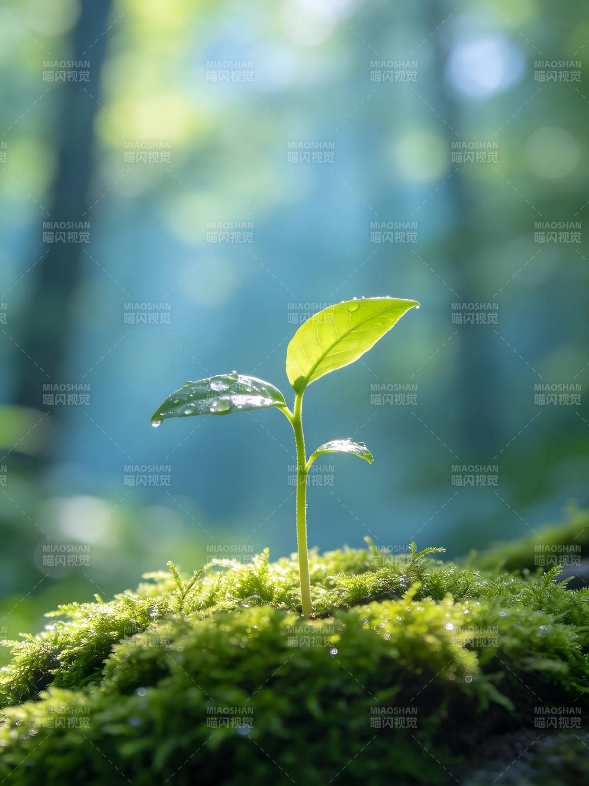 新芽破土 生机盎然图片