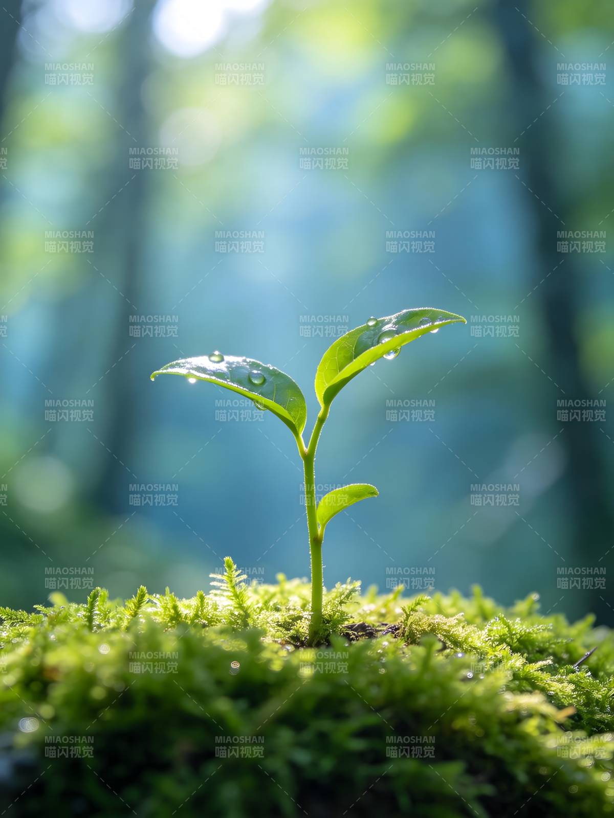 新芽破土 生机盎然图片