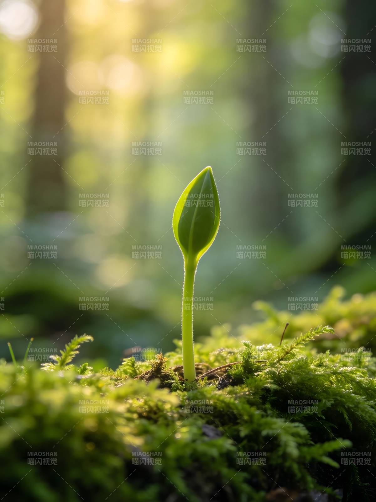 新芽破土图片