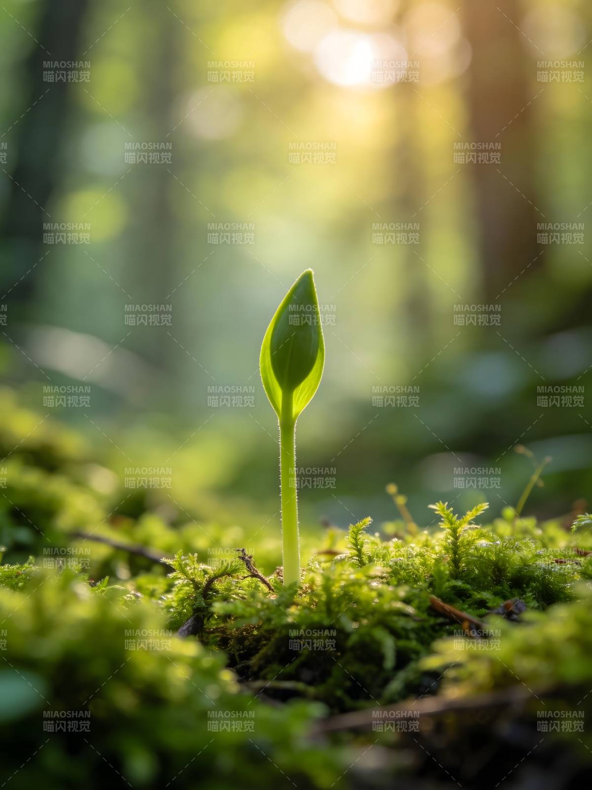 新芽破土 生机盎然图片