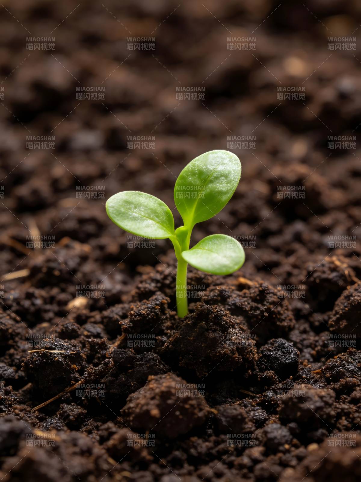 嫩芽破土而出图片
