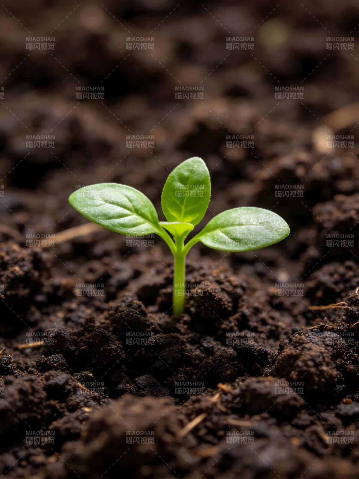 嫩芽破土而出图片