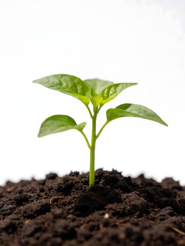 嫩芽破土而出图片