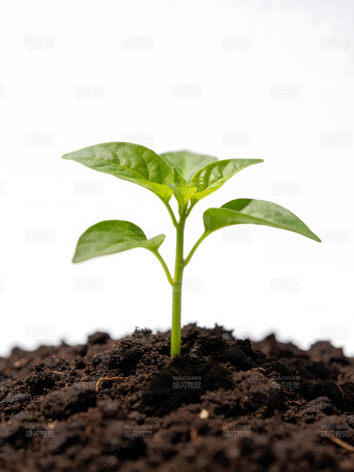 嫩芽破土而出图片