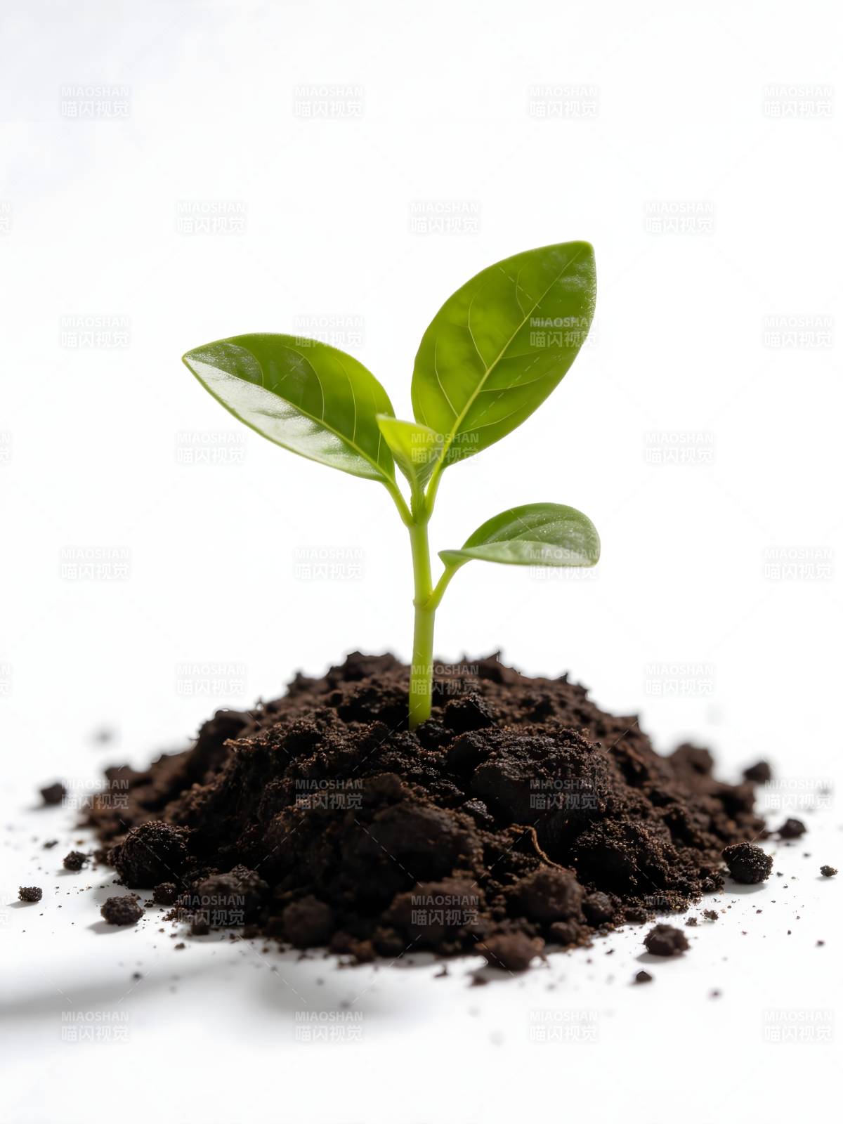 嫩芽破土而出图片