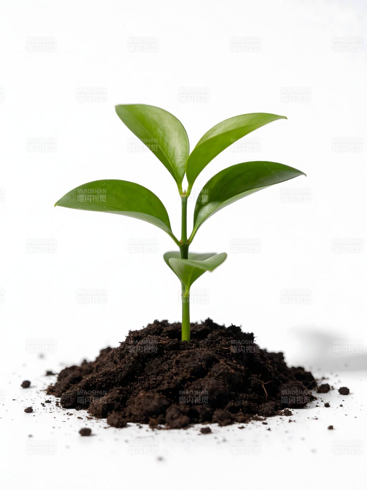 嫩芽破土生长图片