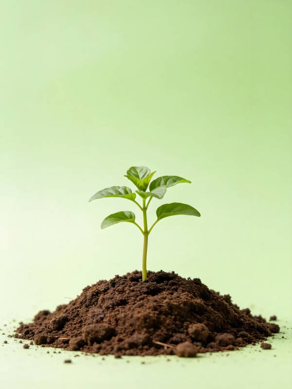 嫩芽破土生长图片