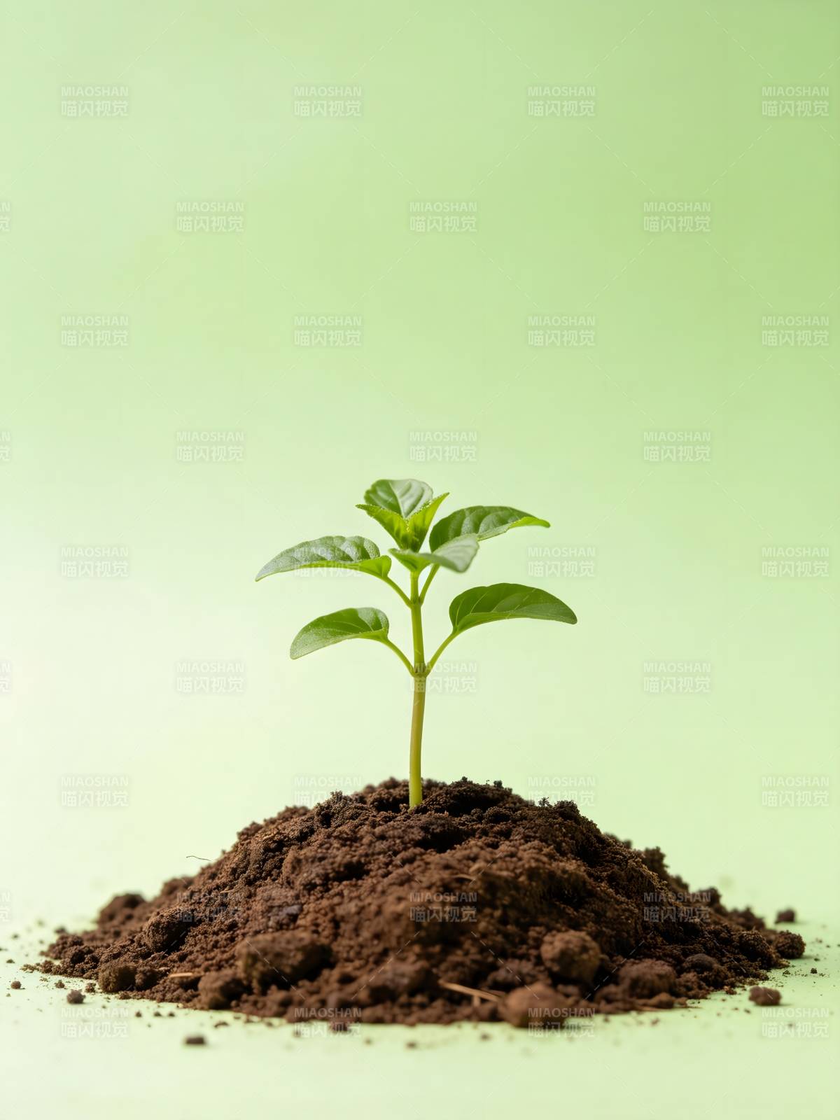 嫩芽破土生长图片