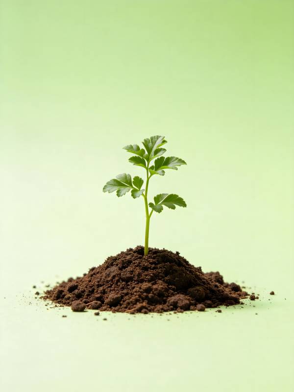 嫩芽破土生长图片