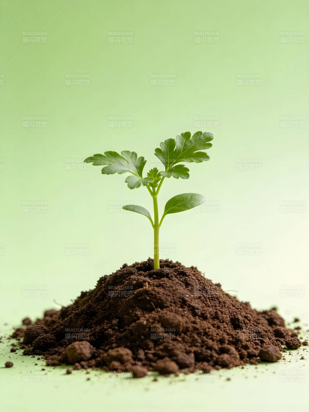 新芽破土而出图片