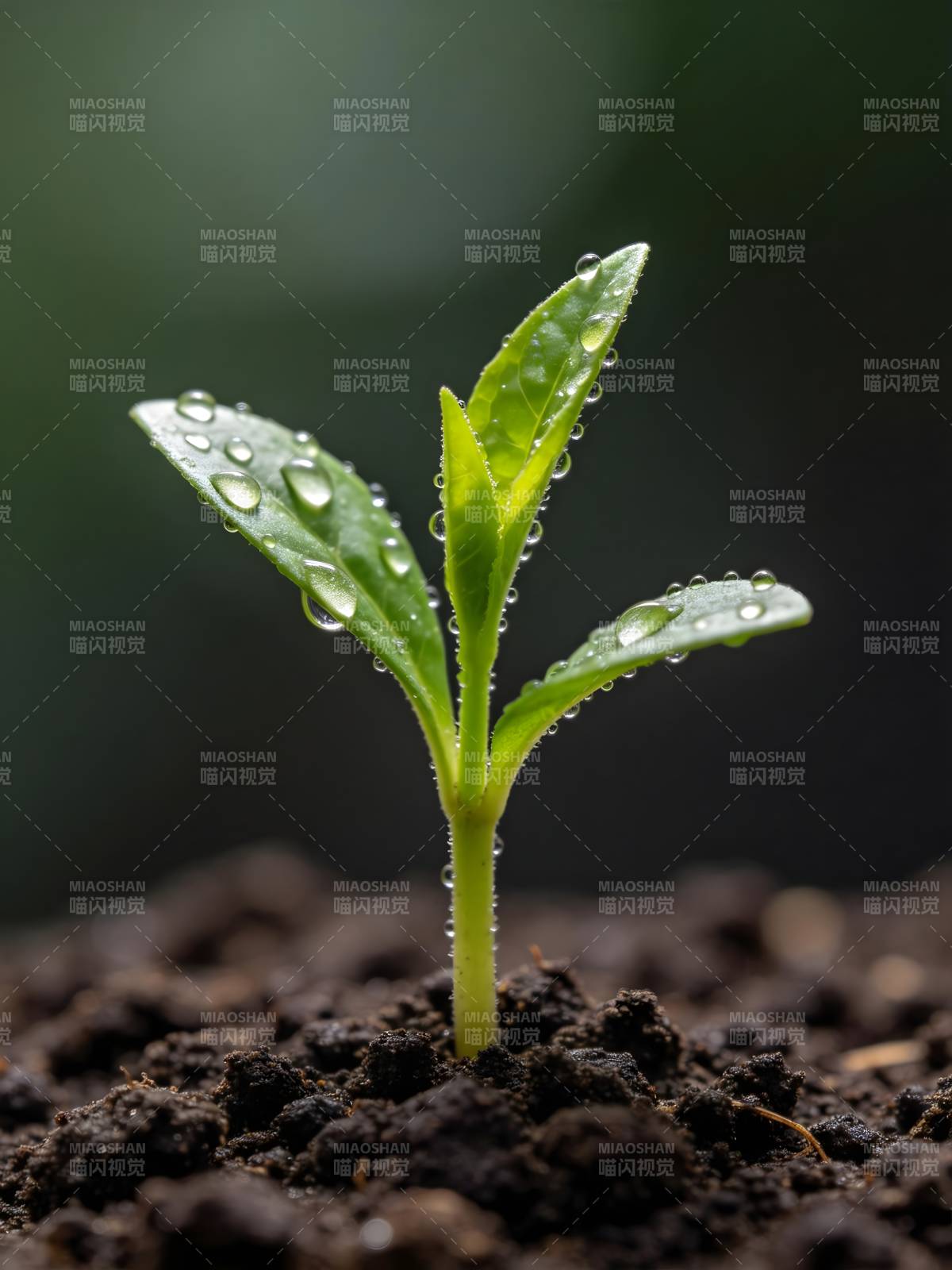 嫩芽破土 露珠点缀图片