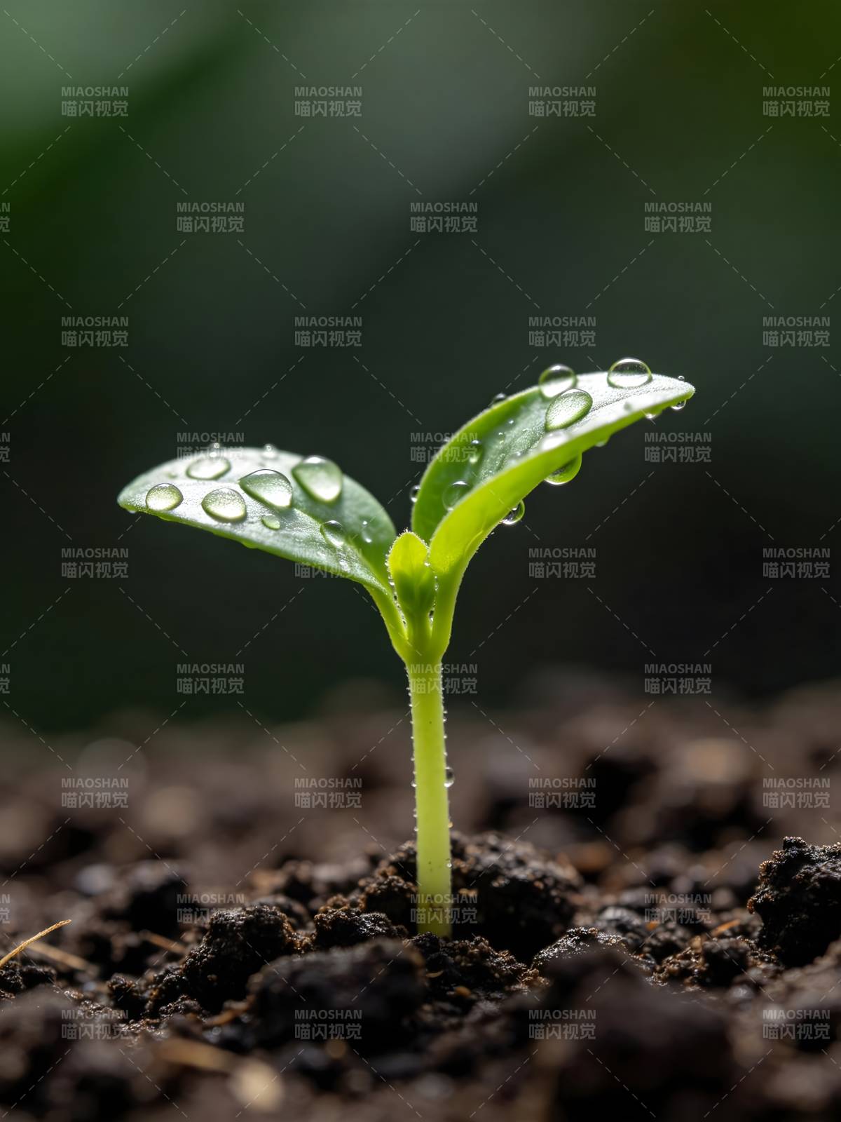 嫩芽破土 露珠闪烁图片