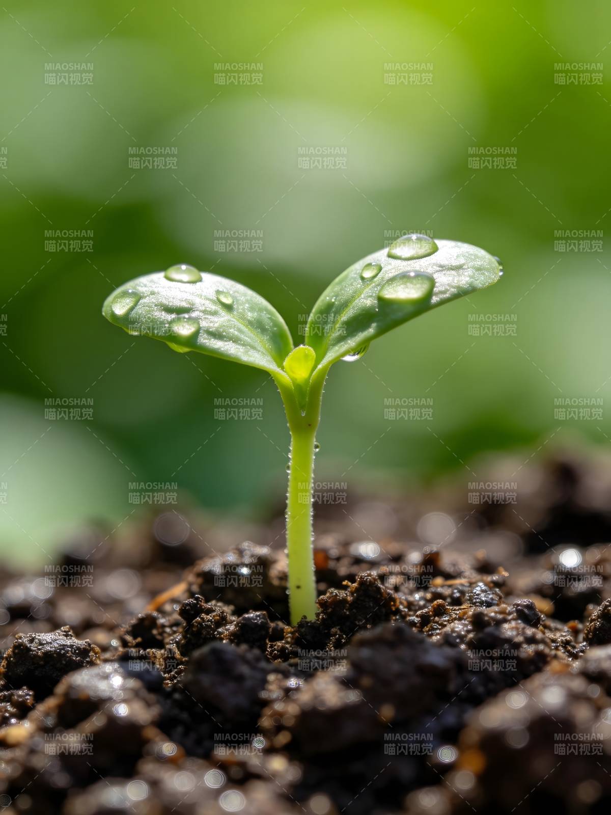 嫩芽破土 生机盎然图片