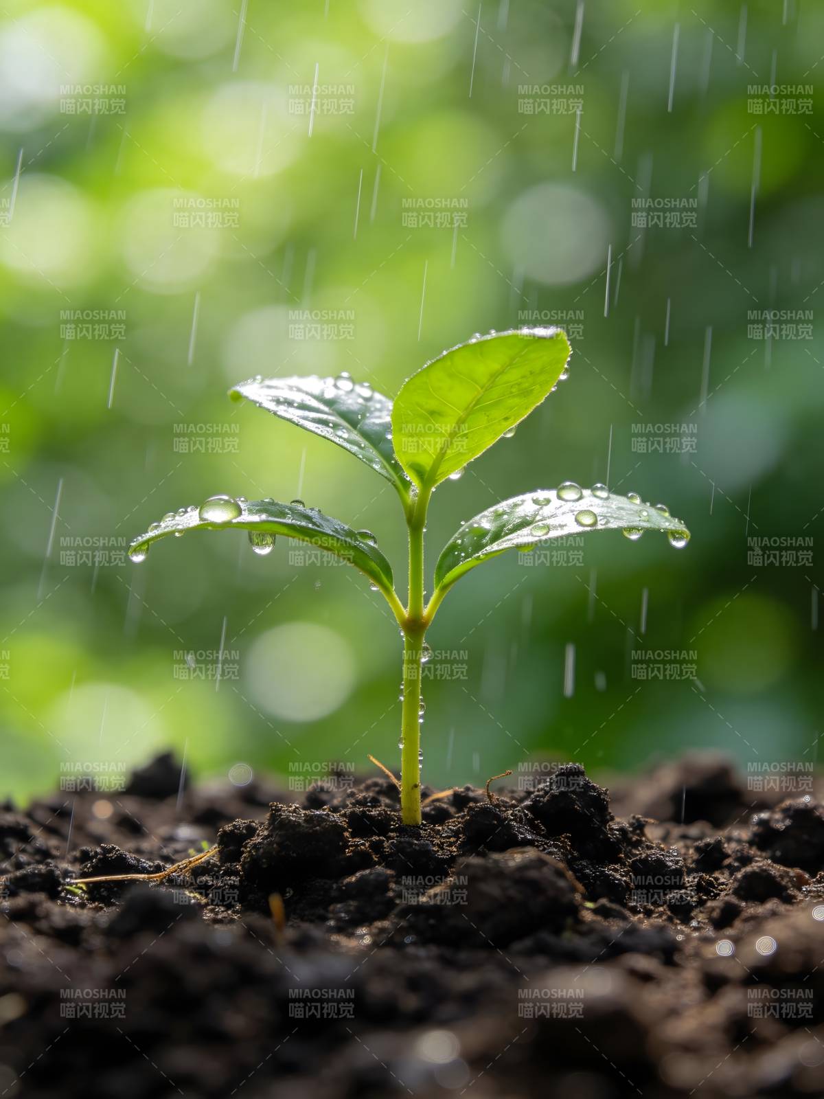 雨润新芽图片