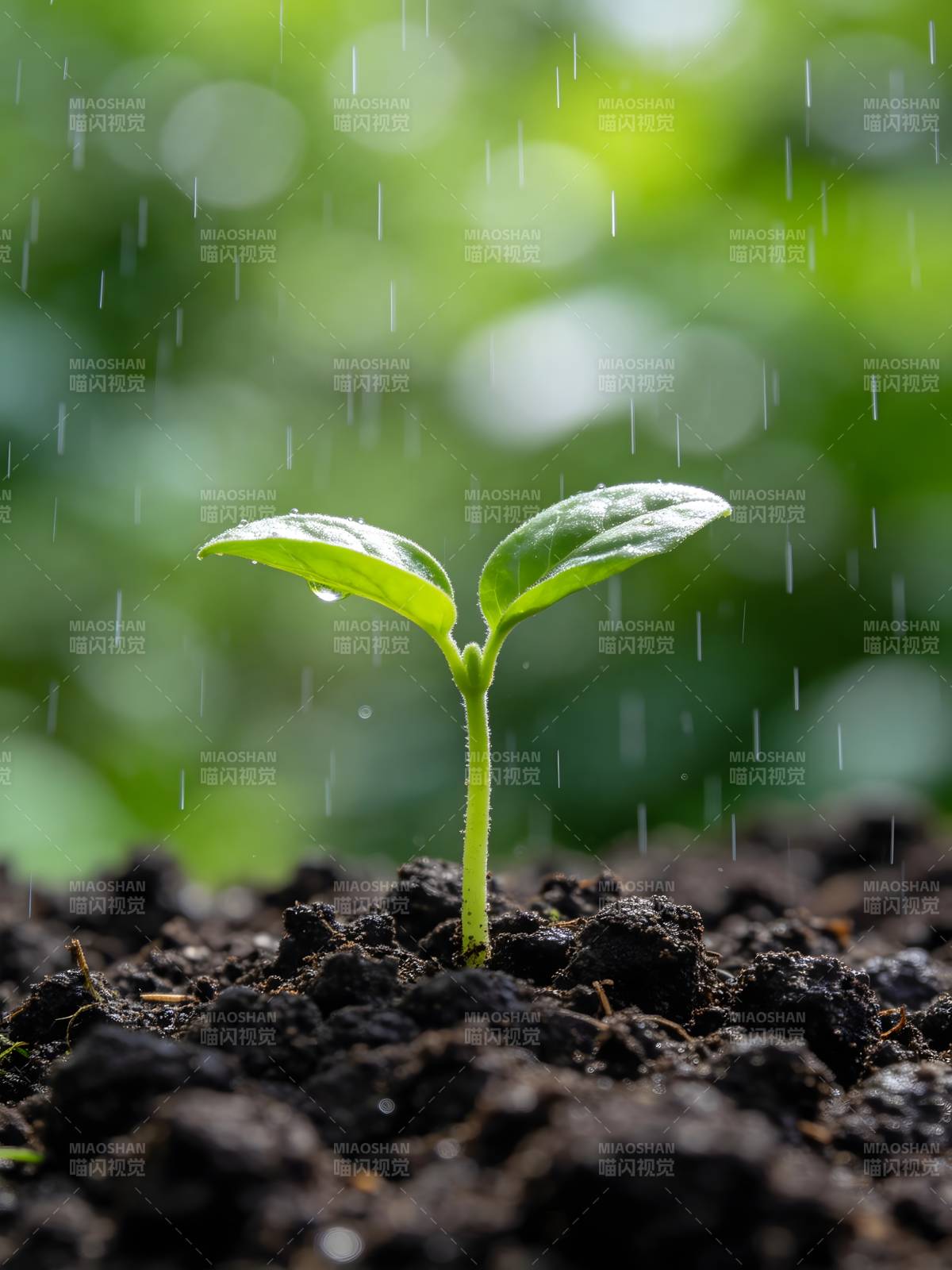 雨中萌芽图片